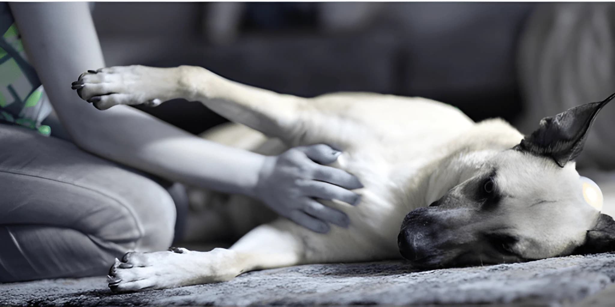 Pat'tâte - Formations et certifications bien-être animal