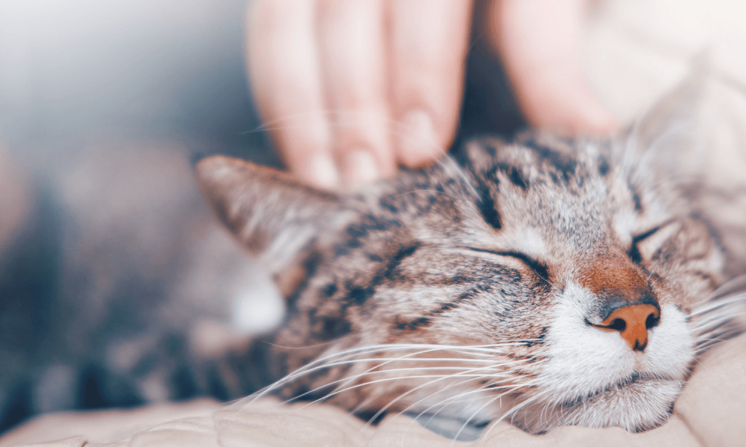 Les bienfaits du massage animalier : Pourquoi et pour qui ?