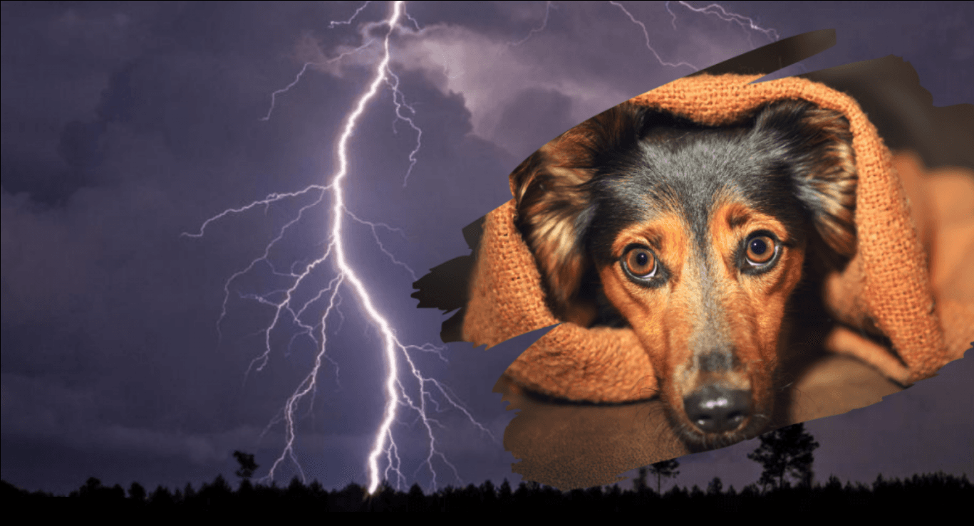 Quand le tonnerre gronde, c’est toute sa sécurité intérieure qui vacille. Comprendre sa peur, c’est déjà commencer à l’apaiser.