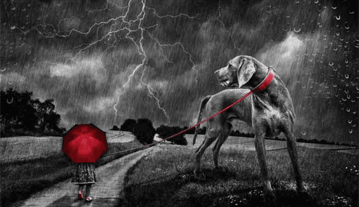 🌩️ Exercice d’EFT pour animaux pendant un orage