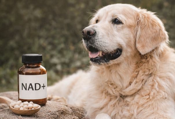 Chien golden retriever senior et complément NAD+