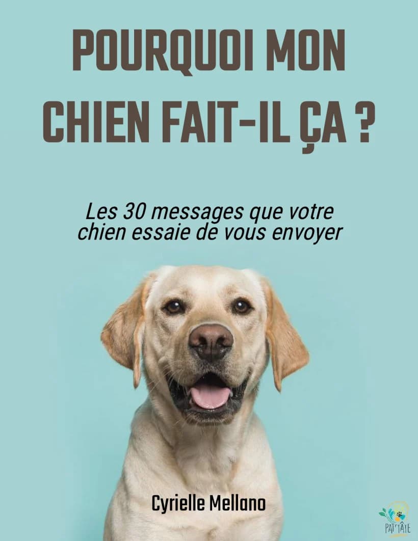 Couverture du livre « Pourquoi mon chien fait-il ça ? » de Cyrielle Mellano — un labrador sur fond bleu-vert